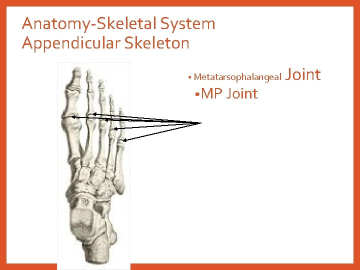 Anatomy-Skeletal System Appendicular Skeleton • Metatarsophalangeal • MP Joint 