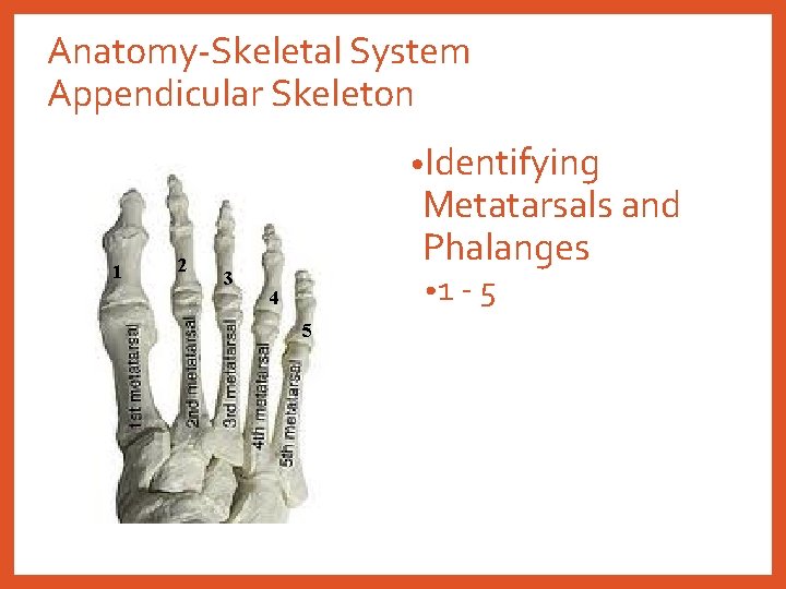 Anatomy-Skeletal System Appendicular Skeleton • Identifying 1 2 3 Metatarsals and Phalanges • 1
