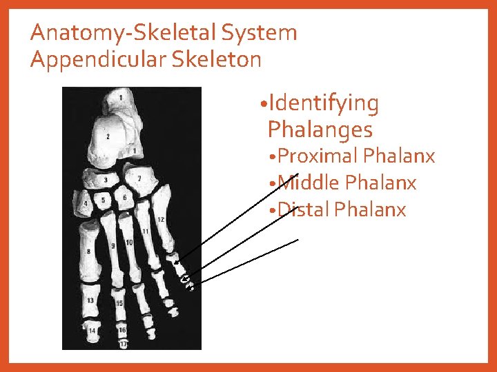 Anatomy-Skeletal System Appendicular Skeleton • Identifying Phalanges • Proximal Phalanx • Middle Phalanx •