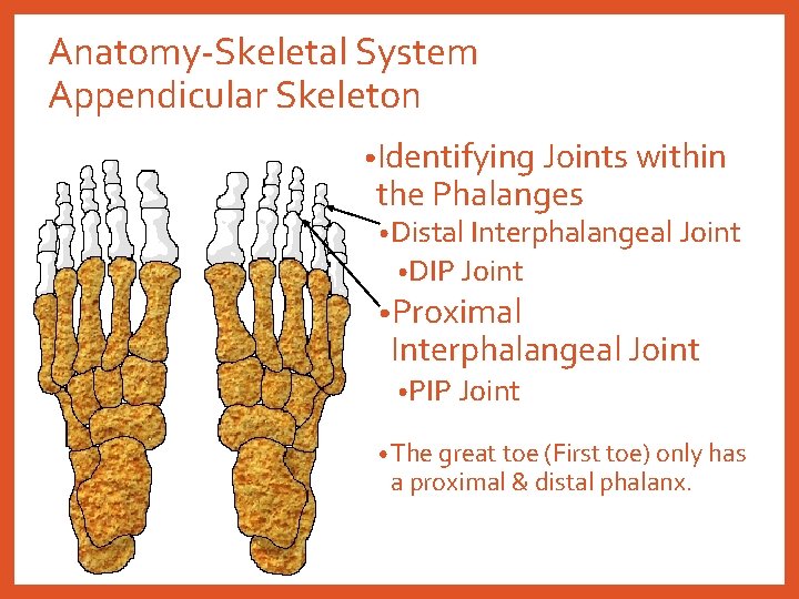 Anatomy-Skeletal System Appendicular Skeleton • Identifying Joints within the Phalanges • Distal Interphalangeal Joint
