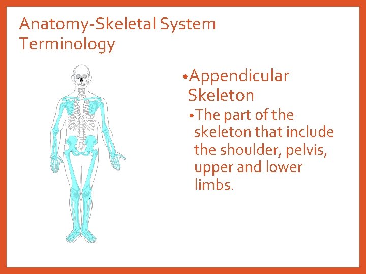 Anatomy-Skeletal System Terminology • Appendicular Skeleton • The part of the skeleton that include