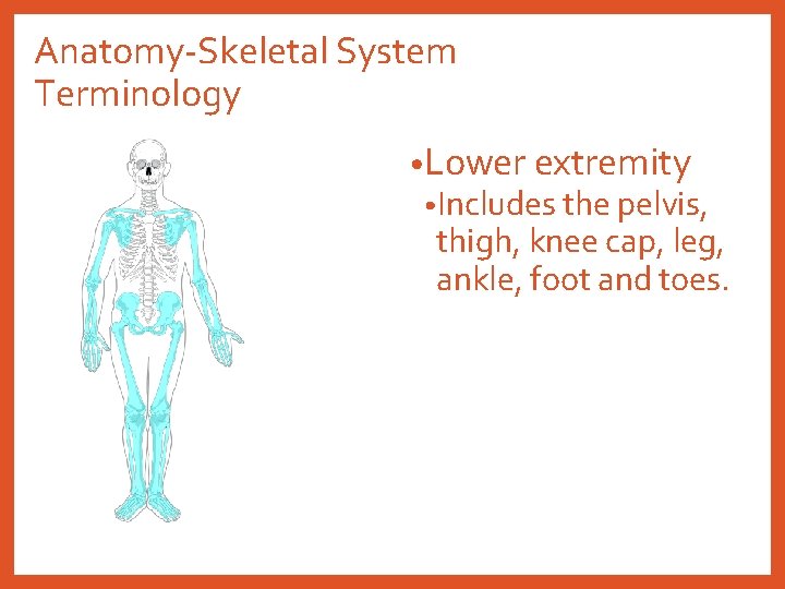 Anatomy-Skeletal System Terminology • Lower extremity • Includes the pelvis, thigh, knee cap, leg,