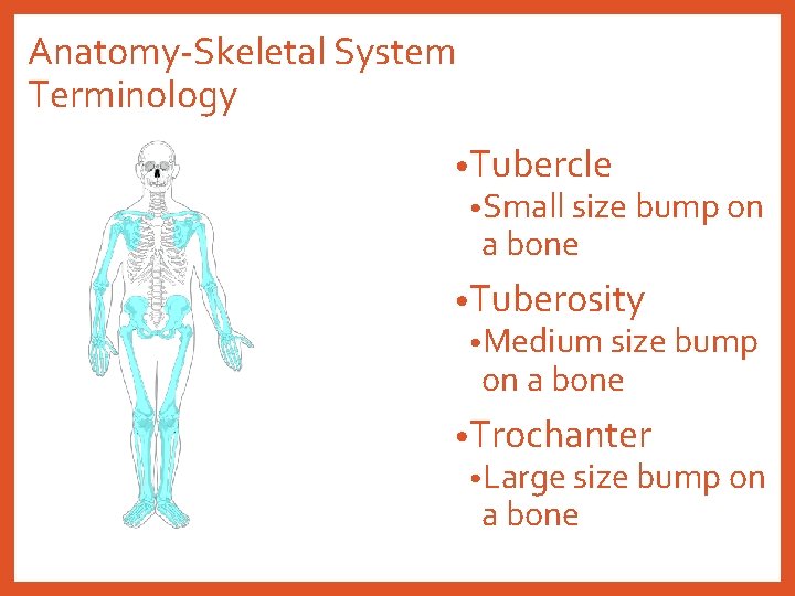 Anatomy-Skeletal System Terminology • Tubercle • Small size bump on a bone • Tuberosity