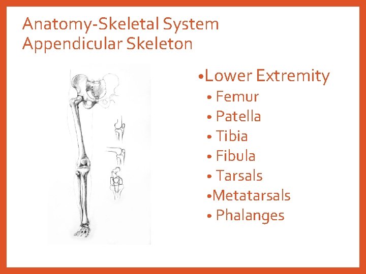 Anatomy-Skeletal System Appendicular Skeleton • Lower Extremity • Femur • Patella • Tibia •