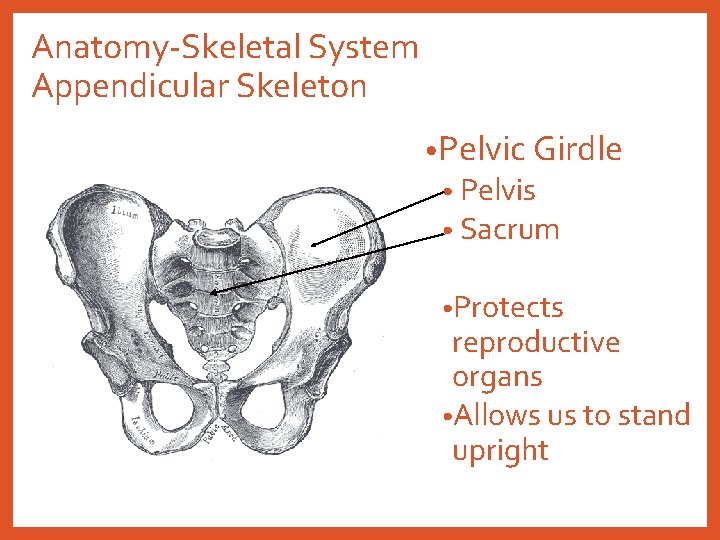 Anatomy-Skeletal System Appendicular Skeleton • Pelvic Girdle • Pelvis • Sacrum • Protects reproductive