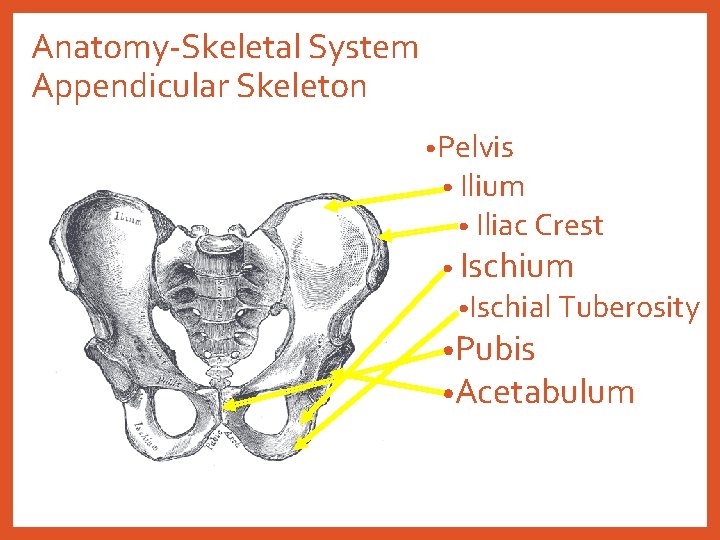 Anatomy-Skeletal System Appendicular Skeleton • Pelvis • Ilium • Iliac Crest • Ischium •