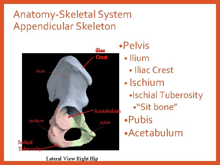 Anatomy-Skeletal System Appendicular Skeleton iliac Crest • Pelvis • Ilium • Iliac Crest •