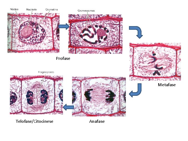 Profase Metafase Telofase/Citocinese Anafase 