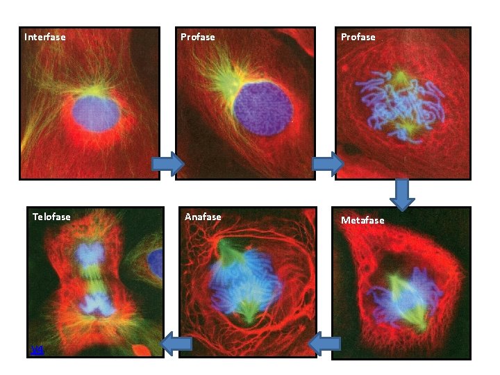 Interfase Telofase V 4 Profase Anafase Profase Metafase 