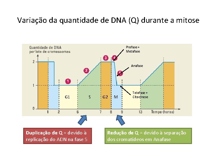 Variação da quantidade de DNA (Q) durante a mitose Profase + Metafase Anafase G