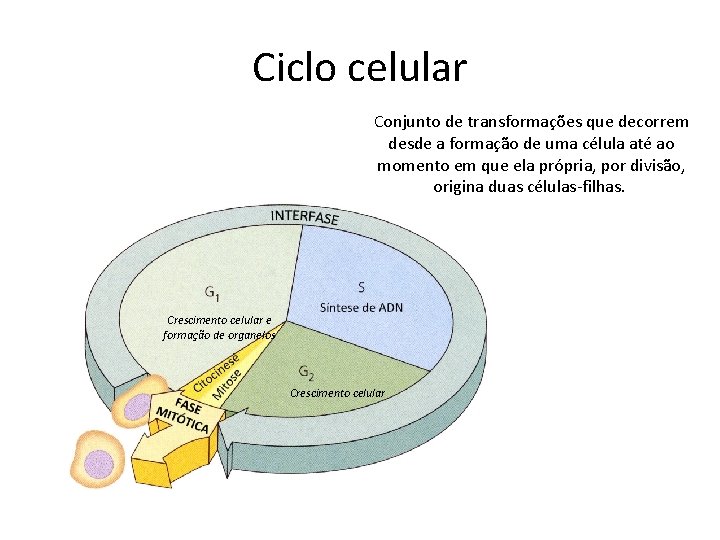 Ciclo celular Conjunto de transformações que decorrem desde a formação de uma célula até