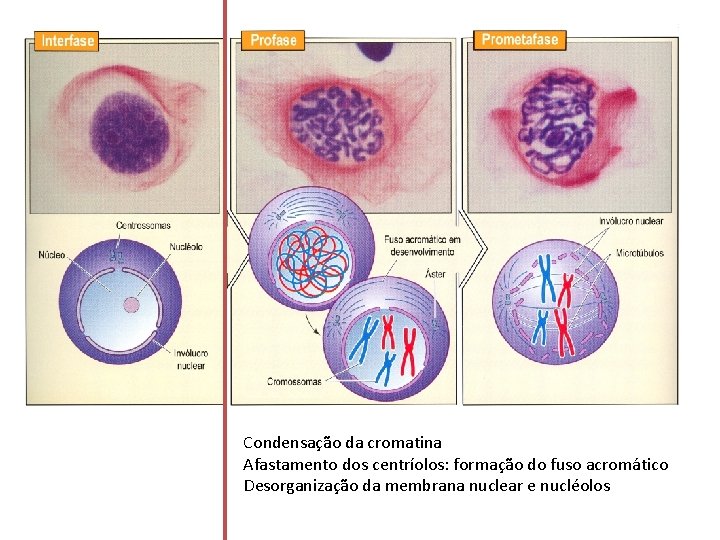 Condensação da cromatina Afastamento dos centríolos: formação do fuso acromático Desorganização da membrana nuclear