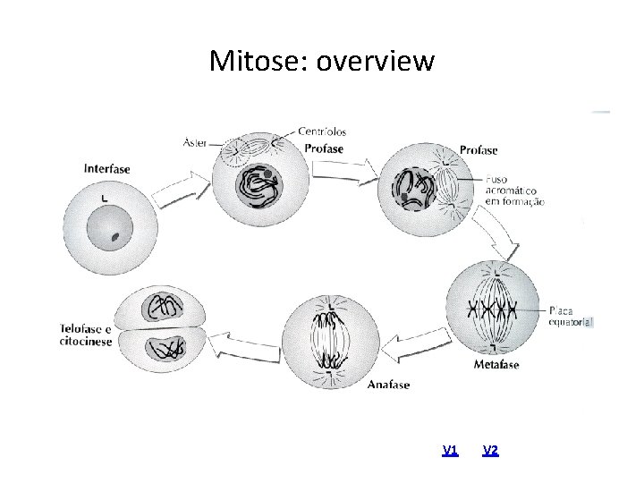 Mitose: overview V 1 V 2 