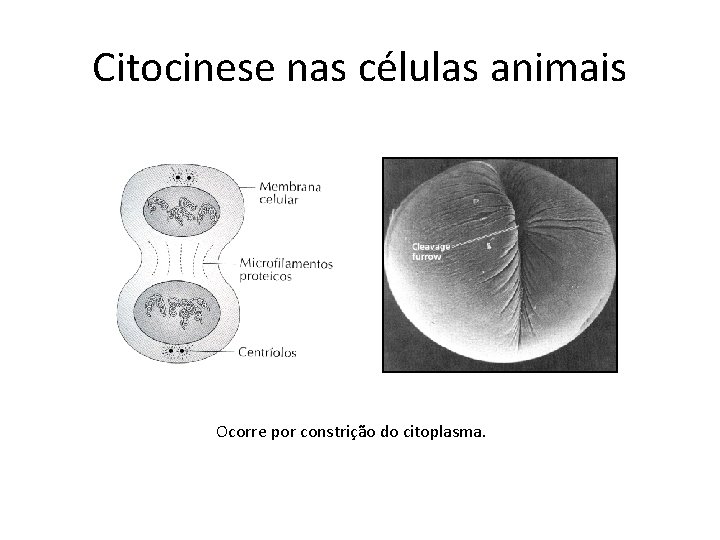 Citocinese nas células animais Ocorre por constrição do citoplasma. 