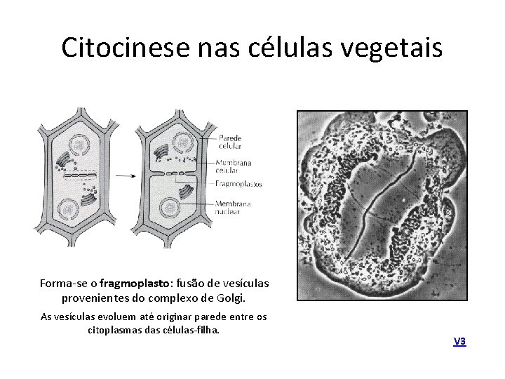 Citocinese nas células vegetais Forma-se o fragmoplasto: fusão de vesículas provenientes do complexo de