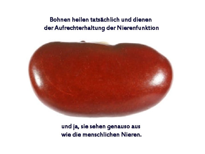 Bohnen heilen tatsächlich und dienen der Aufrechterhaltung der Nierenfunktion und ja, sie sehen genauso