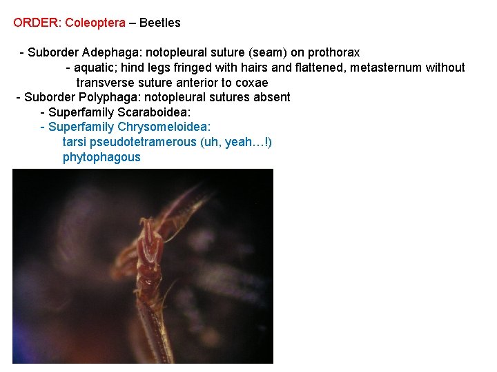 ORDER: Coleoptera – Beetles - Suborder Adephaga: notopleural suture (seam) on prothorax - aquatic;