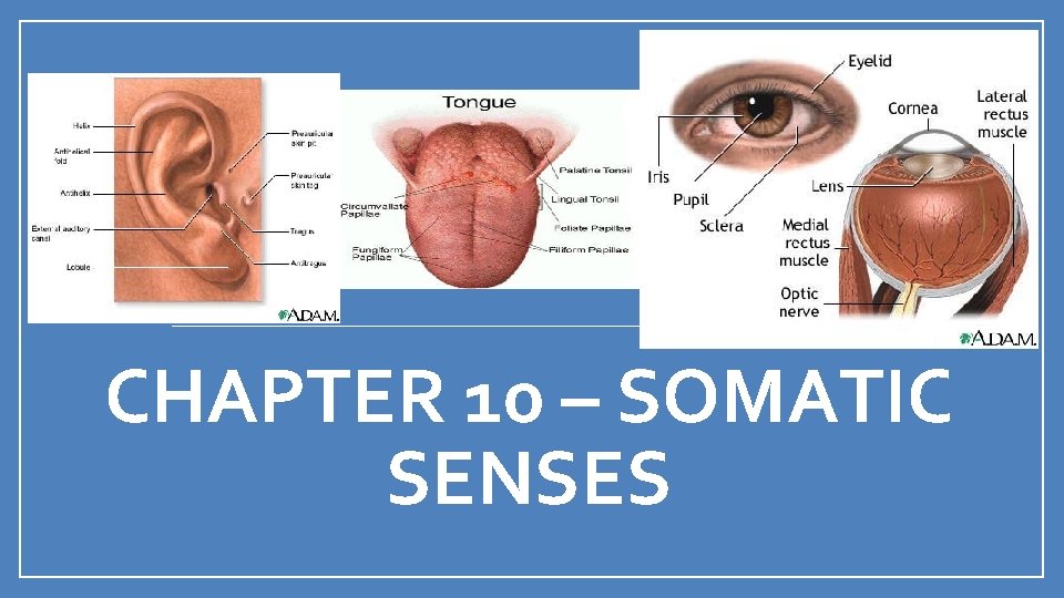 CHAPTER 10 SOMATIC SENSES Types of Receptors Chemoreceptors