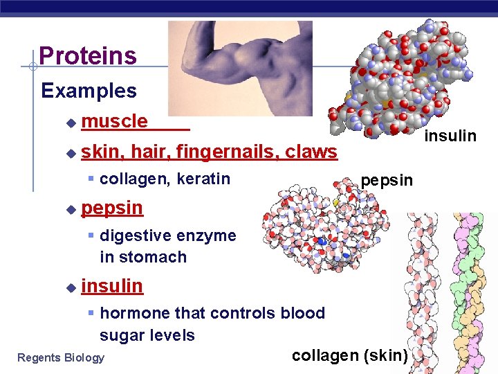 Proteins Examples u muscle u skin, hair, fingernails, claws § collagen, keratin u insulin
