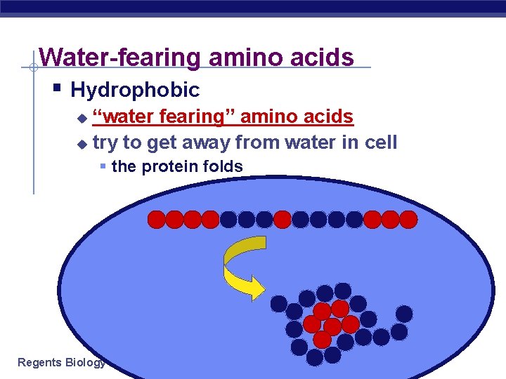Water-fearing amino acids § Hydrophobic “water fearing” amino acids u try to get away