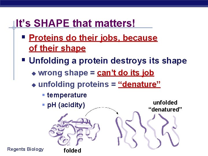 It’s SHAPE that matters! § Proteins do their jobs, because § of their shape
