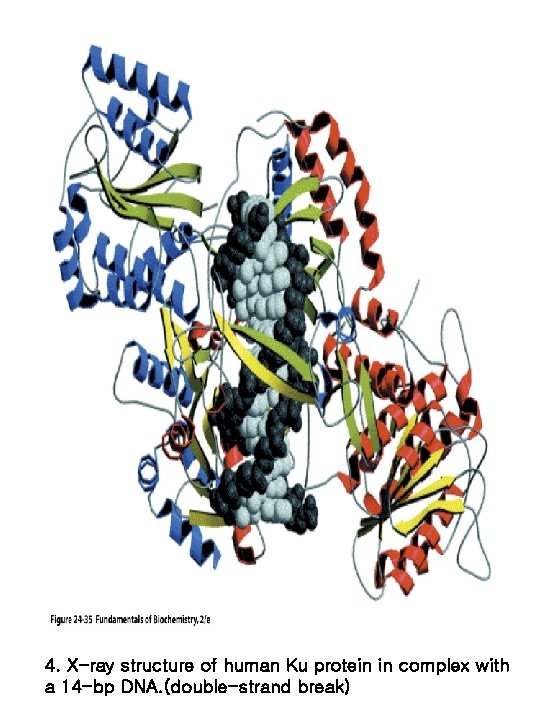 4. X-ray structure of human Ku protein in complex with a 14 -bp DNA.