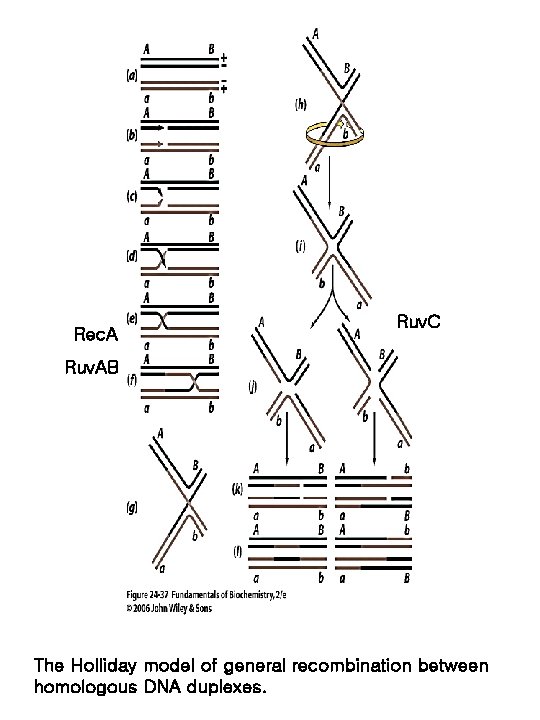 Rec. A Ruv. C Ruv. AB The Holliday model of general recombination between homologous