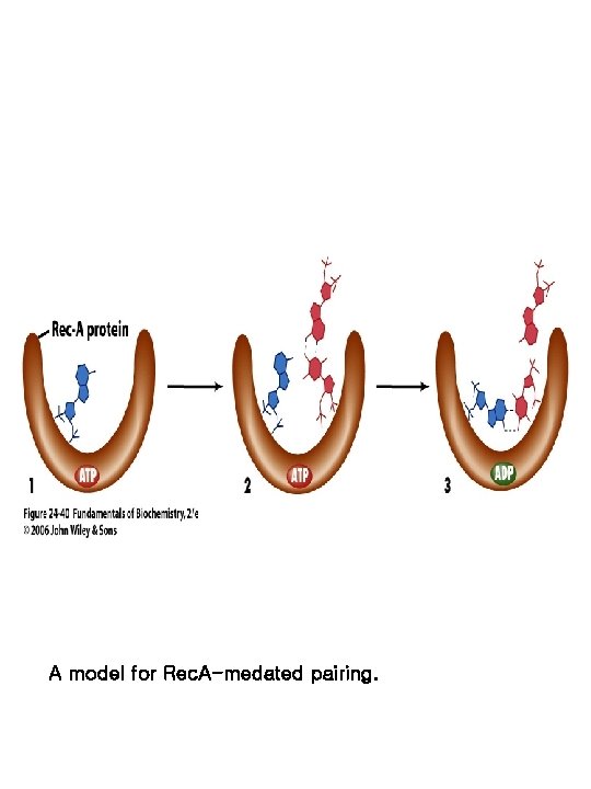 A model for Rec. A-medated pairing. 