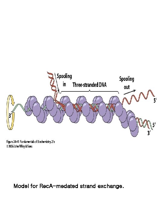 Model for Rec. A-medated strand exchange. 