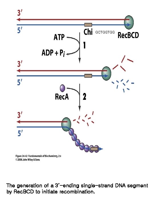 GCTGGTGG The generation of a 3’-ending single-strand DNA segment by Rec. BCD to initiate