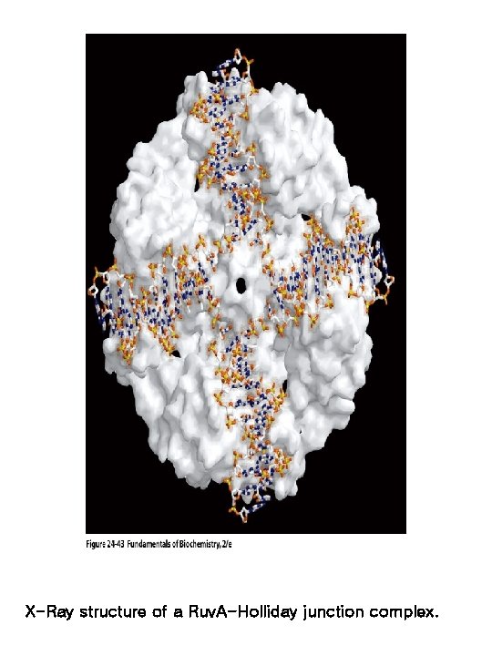 X-Ray structure of a Ruv. A-Holliday junction complex. 