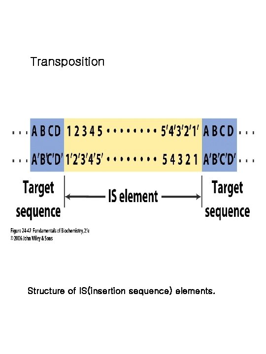 Transposition Structure of IS(insertion sequence) elements. 