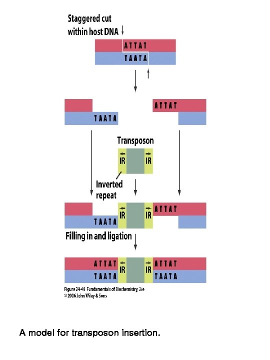 A model for transposon insertion. 