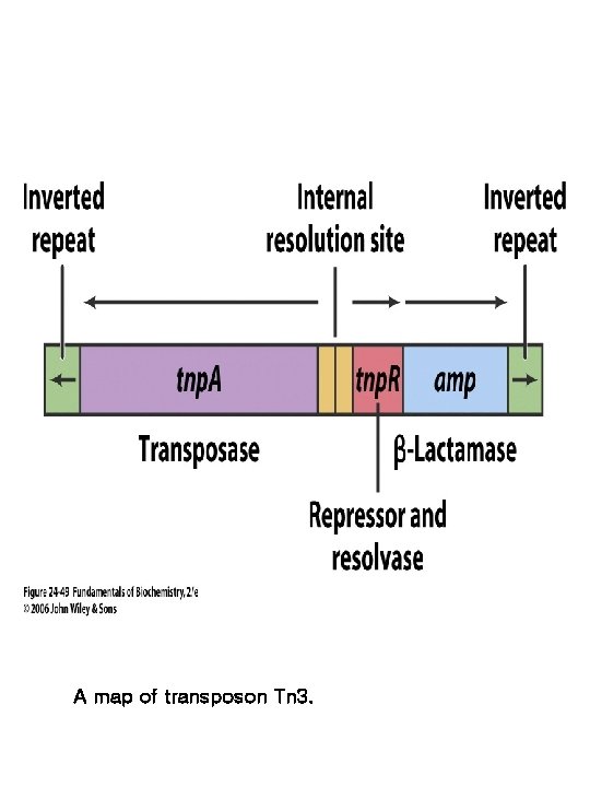 A map of transposon Tn 3. 