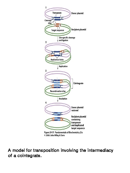 A model for transposition involving the intermediacy of a cointegrate. 