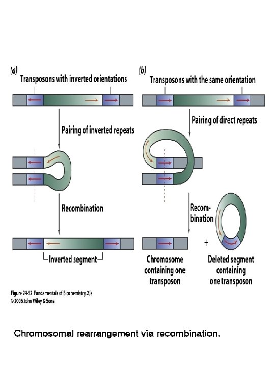 Chromosomal rearrangement via recombination. 