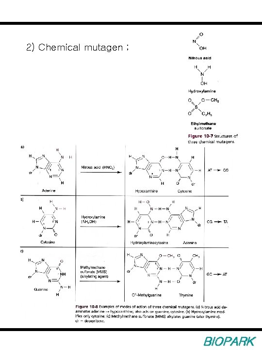 2) Chemical mutagen ; BIOPARK 