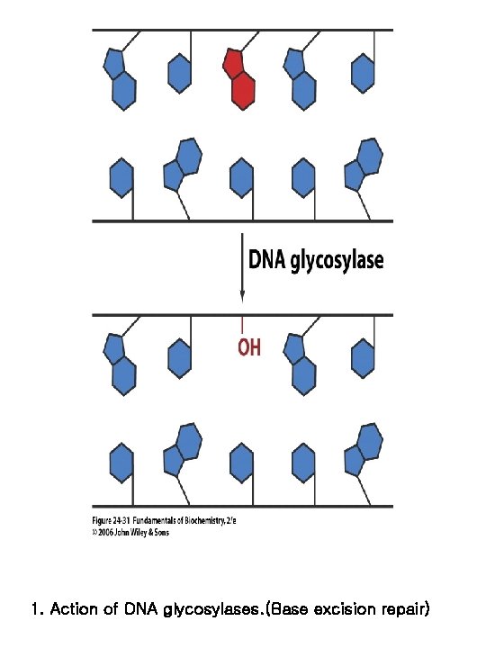 1. Action of DNA glycosylases. (Base excision repair) 