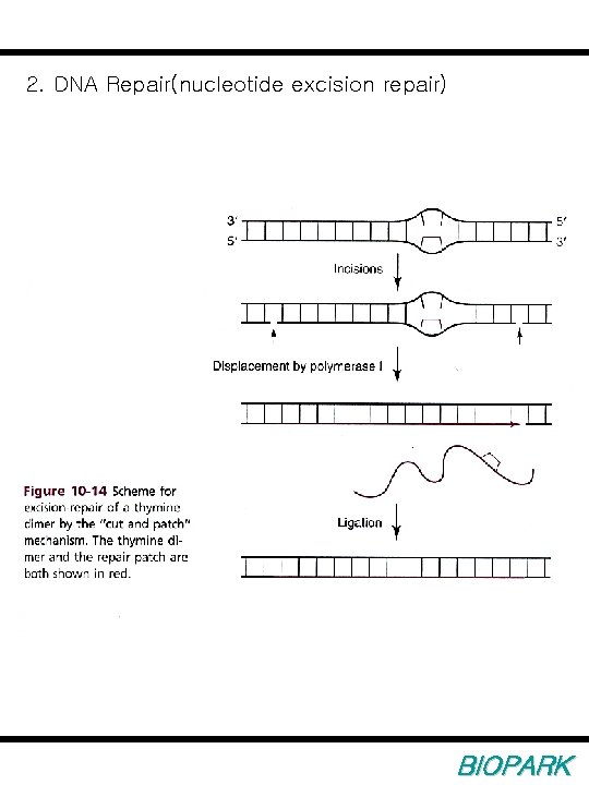 2. DNA Repair(nucleotide excision repair) BIOPARK 