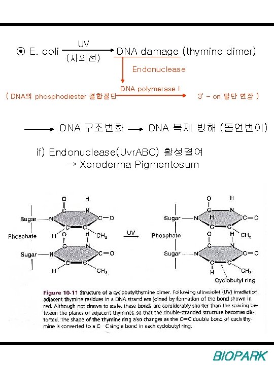 ⊙ E. coli UV (자외선) DNA damage (thymine dimer) Endonuclease ( DNA의 phosphodiester 결합절단