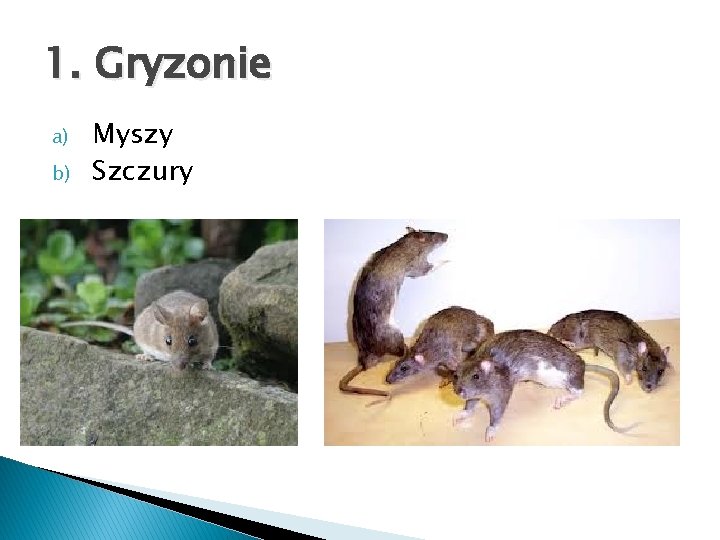 1. Gryzonie a) b) Myszy Szczury 