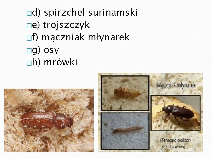 �d) spirzchel surinamski �e) trojszczyk �f) mączniak młynarek �g) osy �h) mrówki 