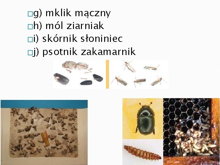 �g) mklik mączny �h) mól ziarniak �i) skórnik słoniniec �j) psotnik zakamarnik 