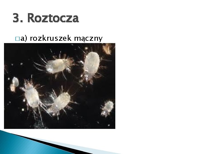 3. Roztocza � a) rozkruszek mączny 