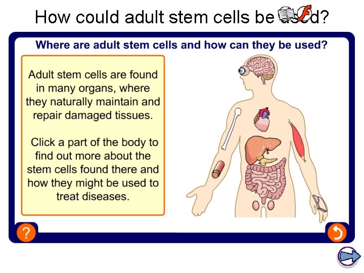 How could adult stem cells be used? 
