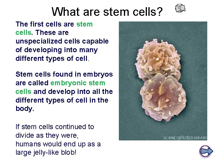 What are stem cells? The first cells are stem cells. These are unspecialized cells