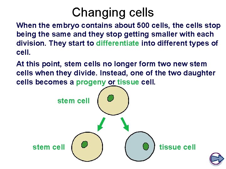Changing cells When the embryo contains about 500 cells, the cells stop being the