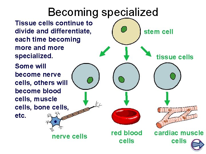 Becoming specialized Tissue cells continue to divide and differentiate, each time becoming more and