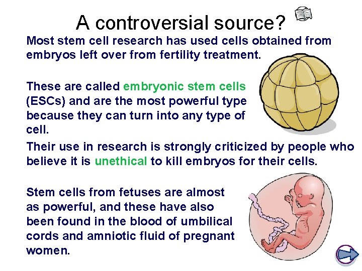 A controversial source? Most stem cell research has used cells obtained from embryos left