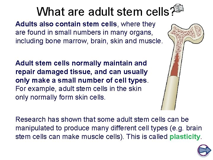 What are adult stem cells? Adults also contain stem cells, where they are found